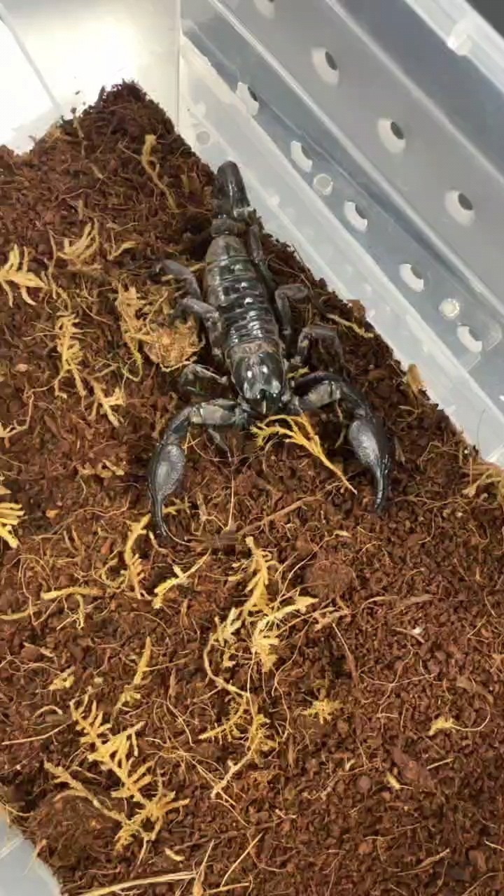 雨林蝎喜歡的私