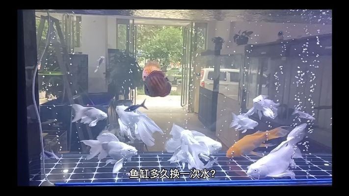 好魚缸多久換一次水比較好呢視頻，如何判斷魚缸水質好壞