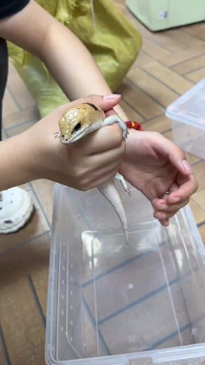 淚目石龍子蜥蜴，喜歡的私