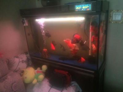 7s魚缸和,森森哪個好：7s魚缸和森森魚缸哪個更好，7s魚缸哪個更好 7s魚缸和,森森哪個好：7s魚缸和森森魚缸哪個更好，7s魚缸哪個更好 魚缸百科 第3張