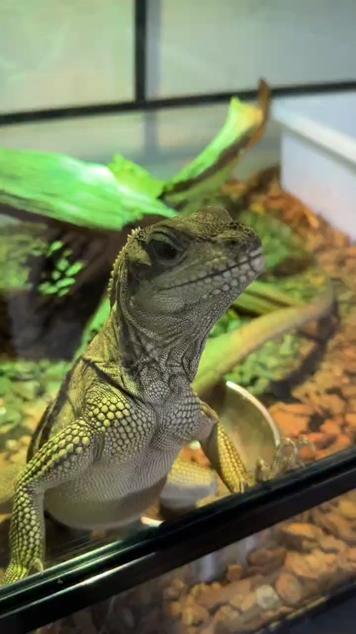 蜥蜴中的大帥哥