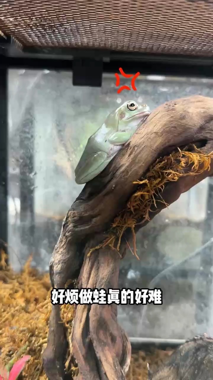 樹蛙低價出