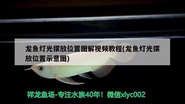龍魚燈光擺放位置圖解視頻教程(龍魚燈光擺放位置示意圖) 龍魚燈光擺放位置圖解視頻教程(龍魚燈光擺放位置示意圖) iwish愛唯希品牌魚缸