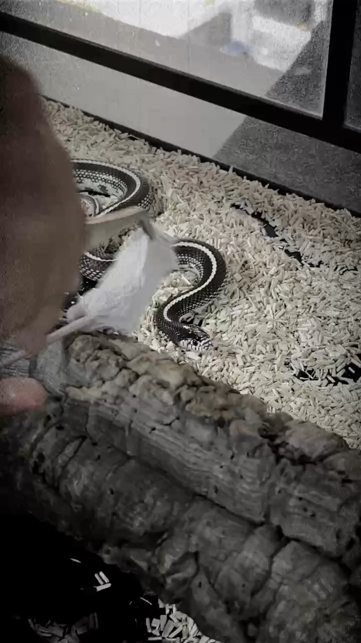 出無毒寵物蛇喜歡的私