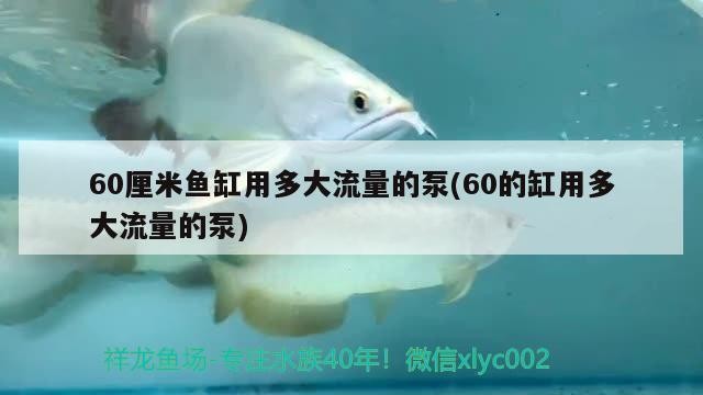60厘米魚缸用多大流量的泵(60的缸用多大流量的泵) 60厘米魚缸用多大流量的泵(60的缸用多大流量的泵) 魚缸百科