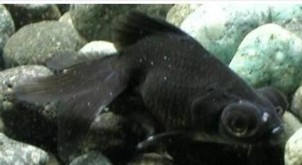 虎魚黑怎么辦：虎魚體色變黑可能是因為水質問題，