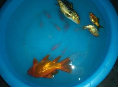 虎魚黑怎么辦：虎魚體色變黑可能是因為水質問題，