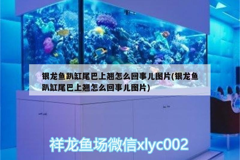 銀龍魚趴缸尾巴上翹怎么回事兒圖片(銀龍魚趴缸尾巴上翹怎么回事兒圖片)