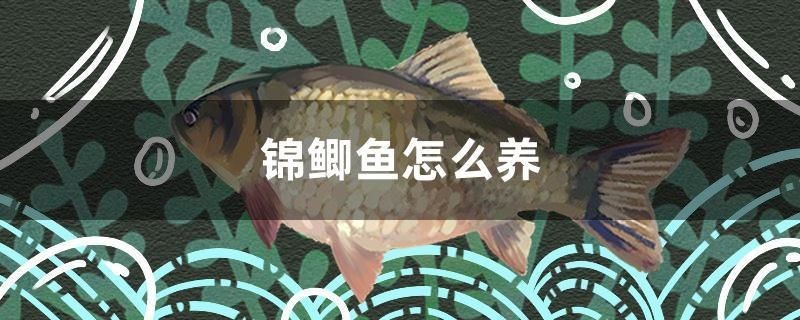 錦鯽魚怎么養