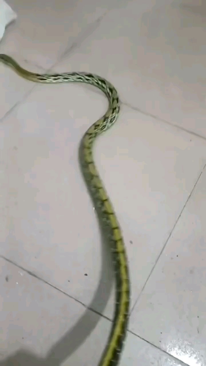 低價出寵物蛇喜歡的私