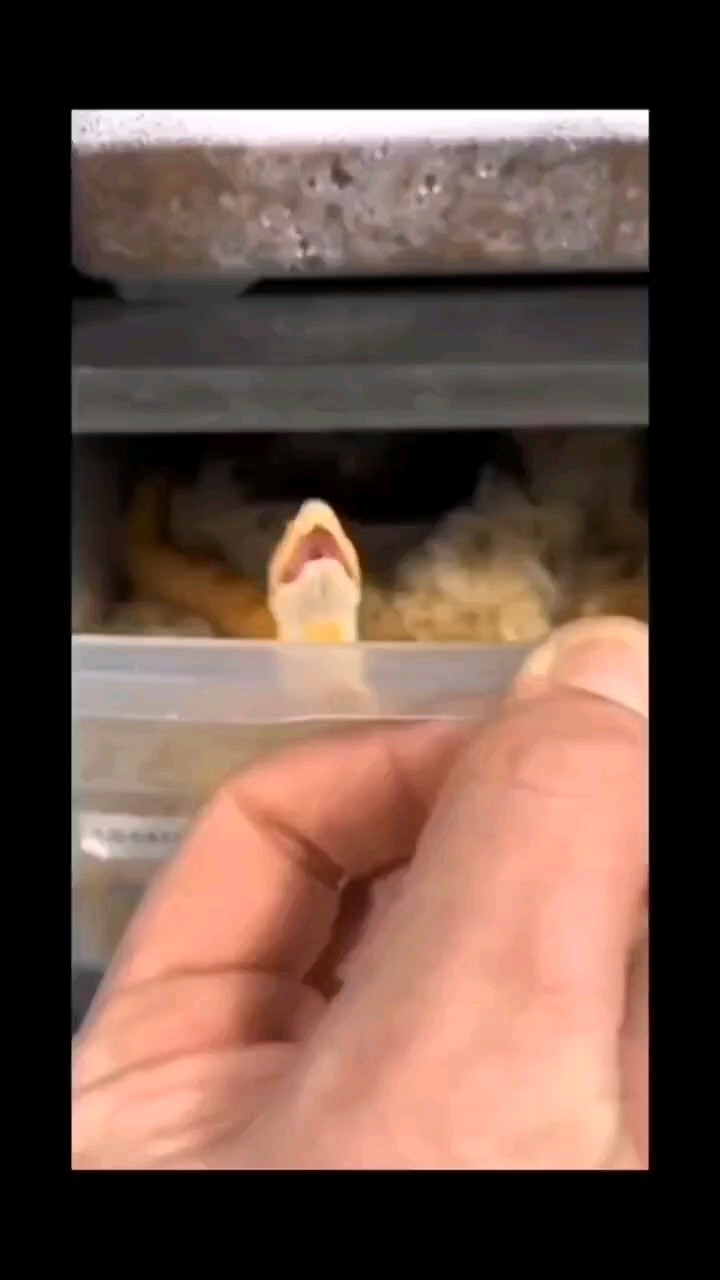 寵物蛇張著嘴就來啦