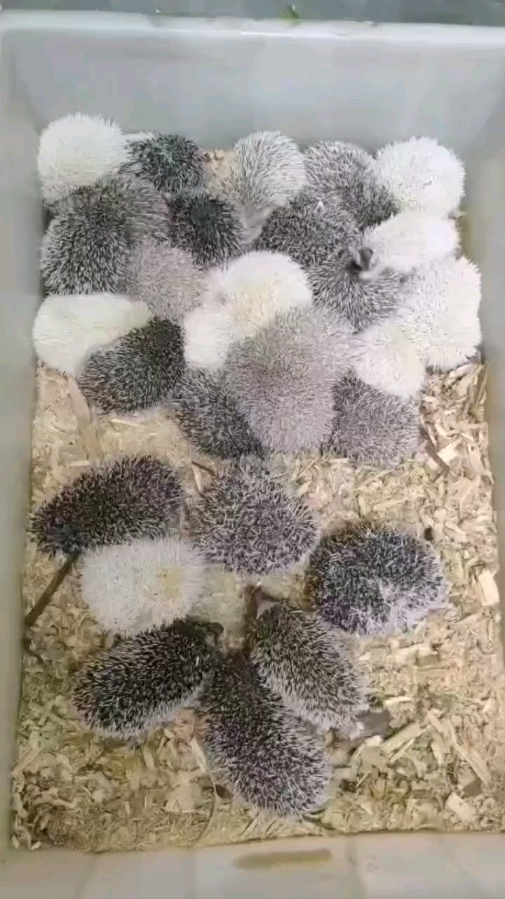 特價出一批寵物刺猬