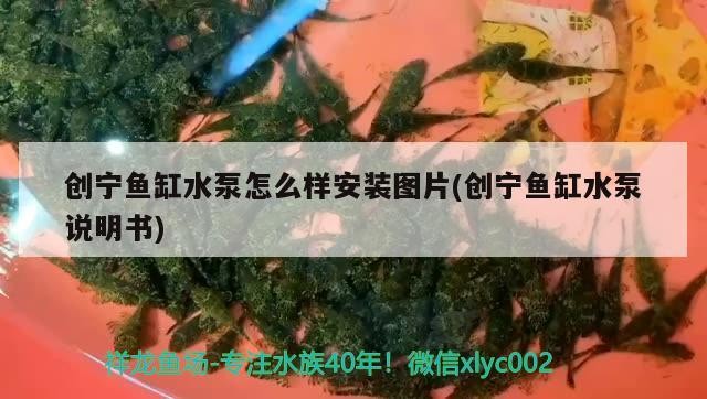 創寧魚缸水泵怎么樣安裝圖片(創寧魚缸水泵說明書) 創寧魚缸水泵怎么樣安裝圖片(創寧魚缸水泵說明書) 創寧水族