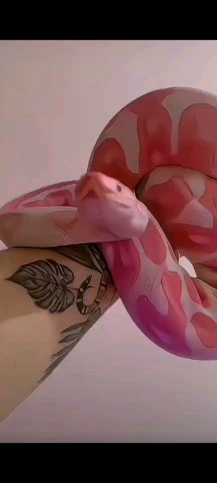 有人喜歡彩色的蛇嗎