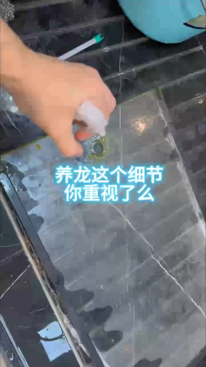 養龍魚容易被忽略的一個小細節