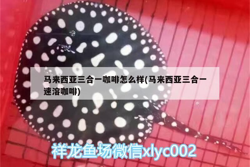 馬來西亞三合一咖啡怎么樣(馬來西亞三合一速溶咖啡) 馬來西亞三合一咖啡怎么樣(馬來西亞三合一速溶咖啡) 馬來西亞咖啡