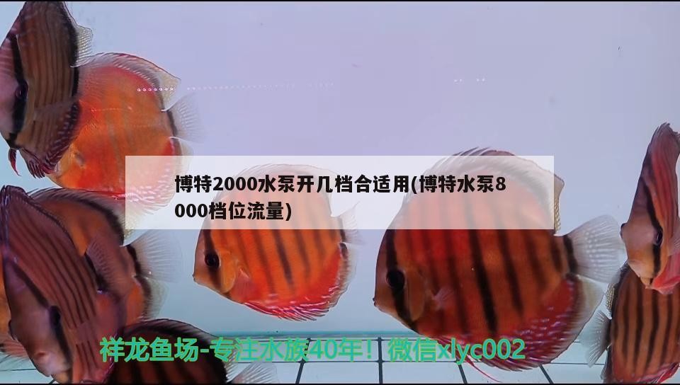 博特2000水泵開幾檔合適用(博特水泵8000檔位流量)