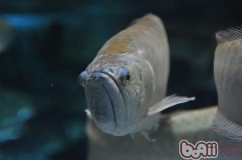 紅龍魚能和銀龍魚混養嗎：紅龍魚可以和銀龍魚混養嗎？