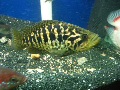 觀賞魚花老虎魚好養嗎：花老虎魚好養嗎