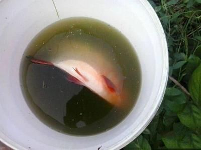 虎魚吧論壇：虎魚吧論壇是一個討論虎魚養(yǎng)殖、疾病防治以及品種識別等內(nèi)容的平臺