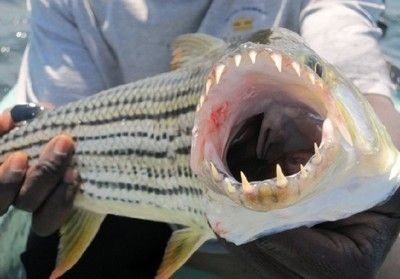 虎魚吧論壇：虎魚吧論壇是一個討論虎魚養(yǎng)殖、疾病防治以及品種識別等內(nèi)容的平臺