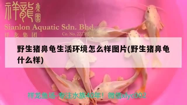 野生豬鼻龜生活環境怎么樣圖片(野生豬鼻龜什么樣)