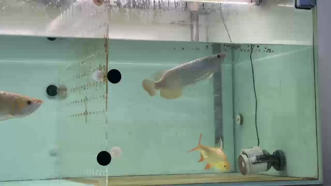 吃飼料