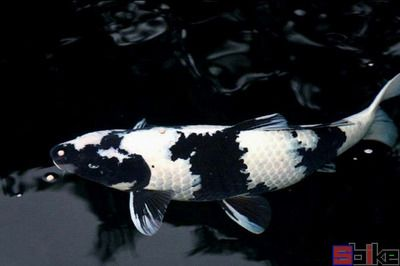 白寫錦鯉魚（白寫錦鯉的特征和區(qū)別）