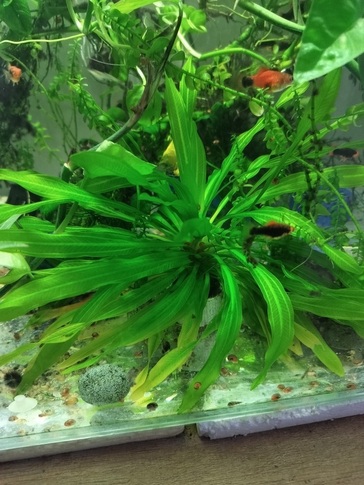 需要二氧化碳