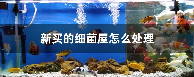 新買的細菌屋怎么處理