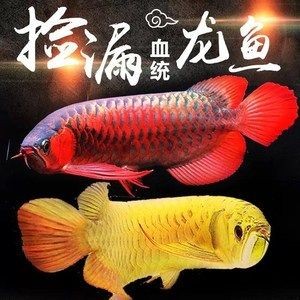 金龍魚大還是紅龍魚大：金龍魚與紅龍魚體型大小對比