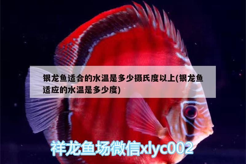 銀龍魚(yú)適合的水溫是多少攝氏度以上(銀龍魚(yú)適應(yīng)的水溫是多少度)