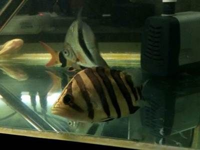 虎魚為什么要包肚：虎魚為什么要包肚呢？