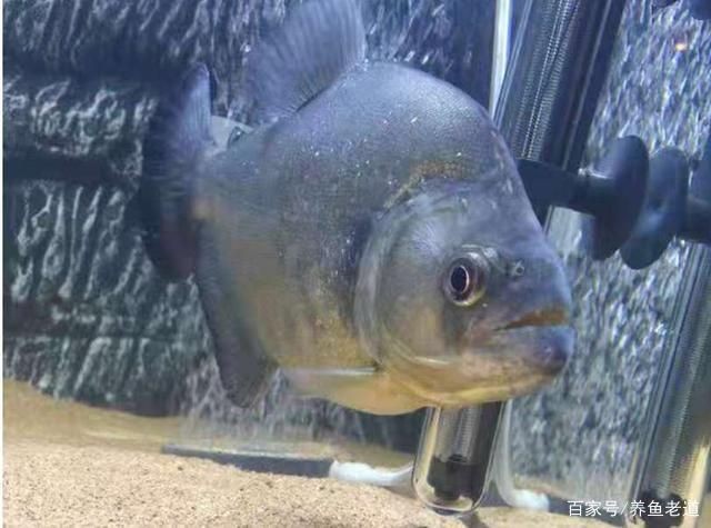 40公分虎魚跳缸嗎：40公分級別的虎魚理論上具備跳出魚缸的能力，40公分虎魚跳缸嗎