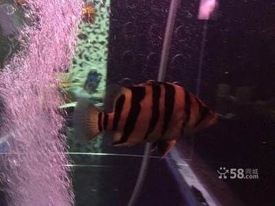 印尼虎魚價(jià)格多少錢一條？：印尼虎魚價(jià)格多少一條印尼虎魚價(jià)格多少錢一條