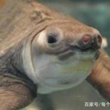 豬鼻龜有點(diǎn)腐甲怎么辦啊：豬鼻龜有點(diǎn)腐甲怎么辦