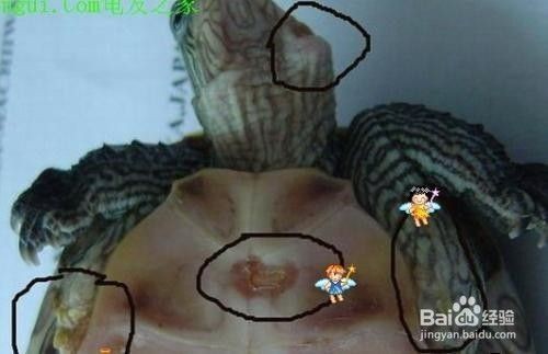 豬鼻龜有點(diǎn)腐甲怎么辦啊：豬鼻龜有點(diǎn)腐甲怎么辦