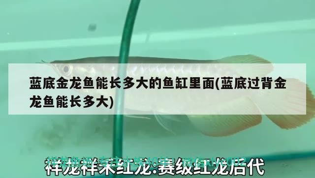 藍底金龍魚能長多大的魚缸里面(藍底過背金龍魚能長多大)