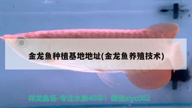 包含安陽魚缸維修店地址在哪里呀的詞條