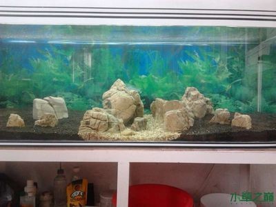 50厘米的魚缸造景：50厘米魚缸造景設計