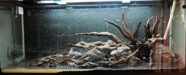 50厘米的魚缸造景：50厘米魚缸造景設計