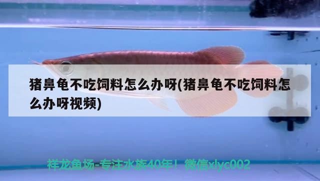 豬鼻龜不吃飼料怎么辦呀(豬鼻龜不吃飼料怎么辦呀視頻)