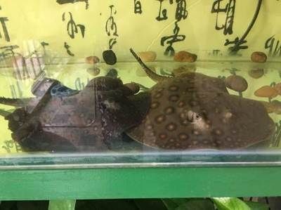 家養魟魚合法嗎：家養魟魚合法嗎？