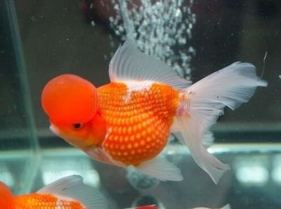 皇冠珍珠金魚視頻（關于皇冠珍珠金魚的一些視頻）