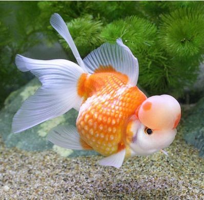 皇冠珍珠金魚視頻（關于皇冠珍珠金魚的一些視頻）