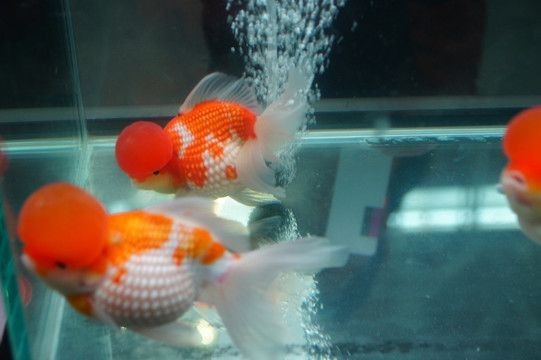 皇冠珍珠金魚視頻（關于皇冠珍珠金魚的一些視頻）