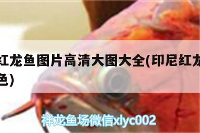 印尼紅龍魚圖片高清大圖大全(印尼紅龍魚多大發色)