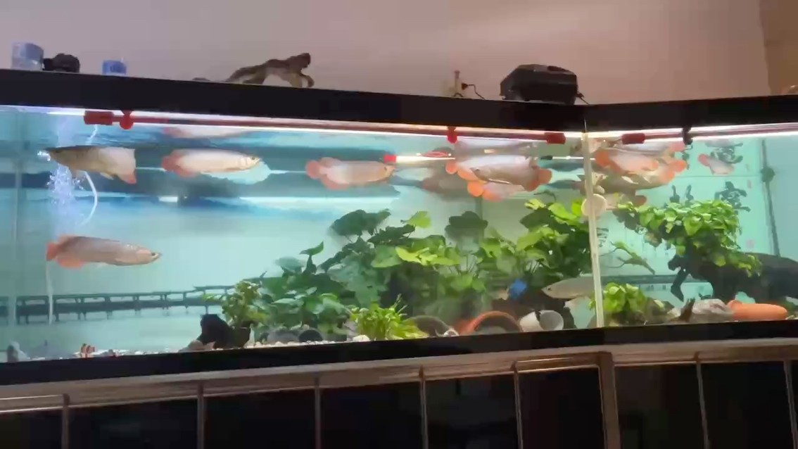 夜觀