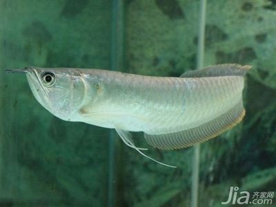金龍魚銀龍魚的價(jià)格區(qū)別