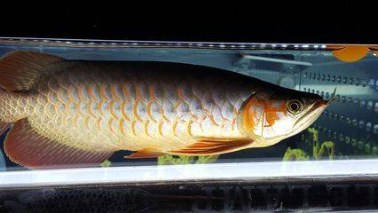 渭南龍魚vs祥龍魚場（探討渭南龍魚與祥龍魚場之間的差異之前需要明確兩個概念）